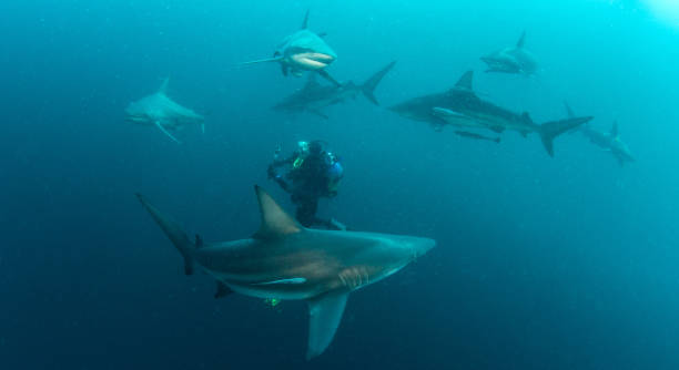 Dare to Dive with the Sharks in South Africa