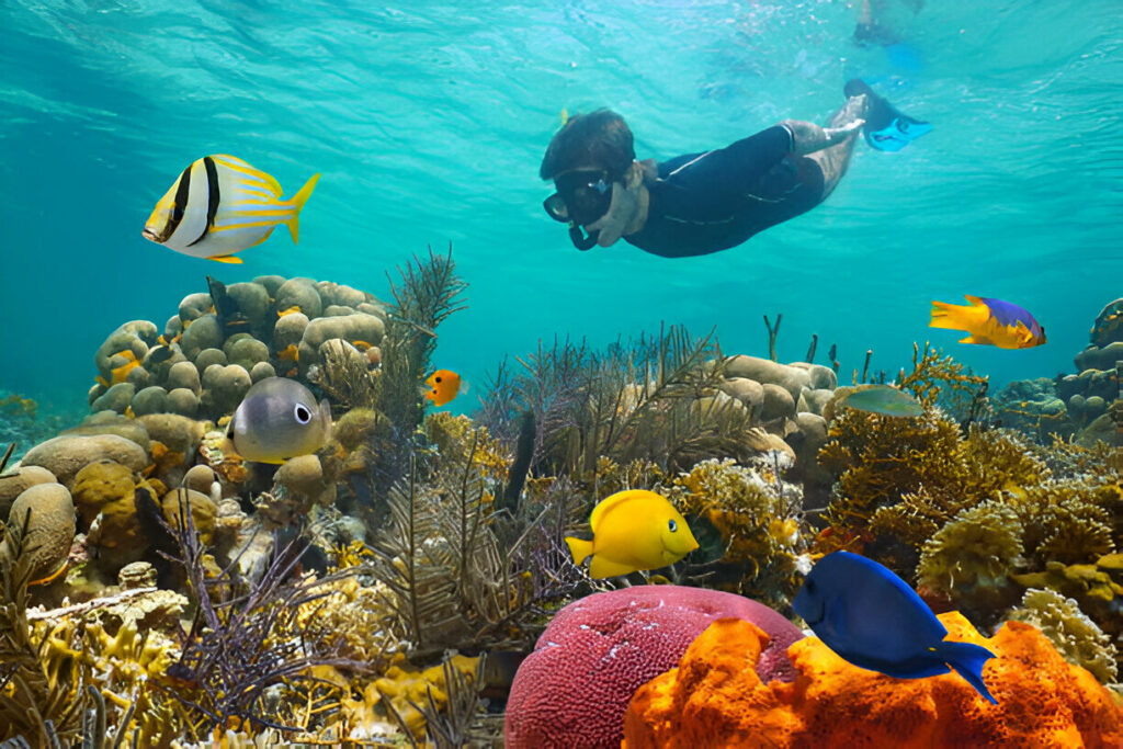 snorkel in coral reefs